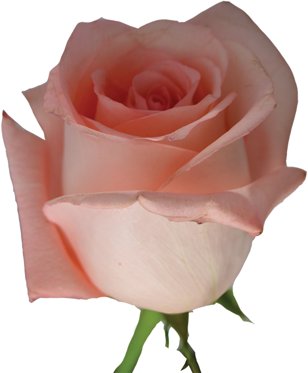 Rose - Pink Rose Flowers Png (750x800)