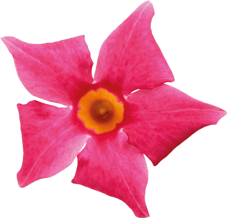 Sundaville Beauty Coral Pink - Mandevilla (871x1111)