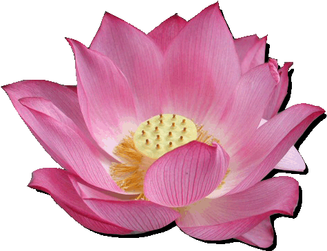 Coaches - Lotus Flower In Glitter (600x450)