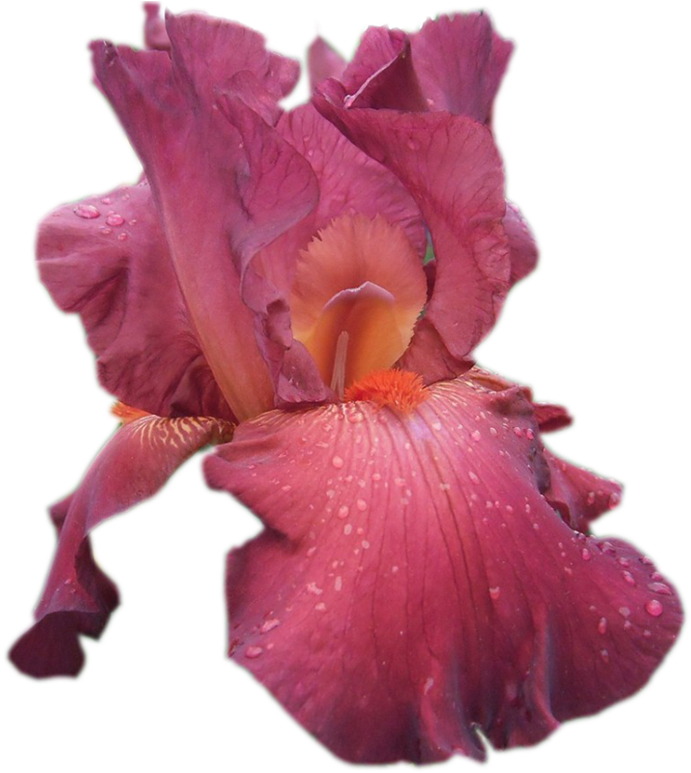 Ирисы На Прозрачном Фоне - Iris (773x800)