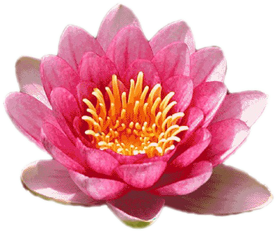 Wiadomość Do Ruchu Oporu - Dessin De Fleur De Lotus (402x335)