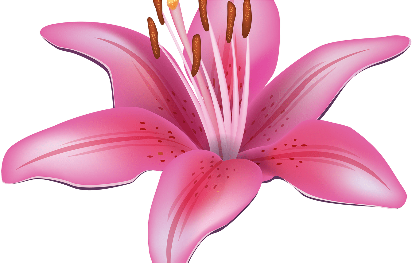 Pink Lily Flower Png Clipart Best Web Clipart - Stargazer Flowers Clip Art (1368x855)