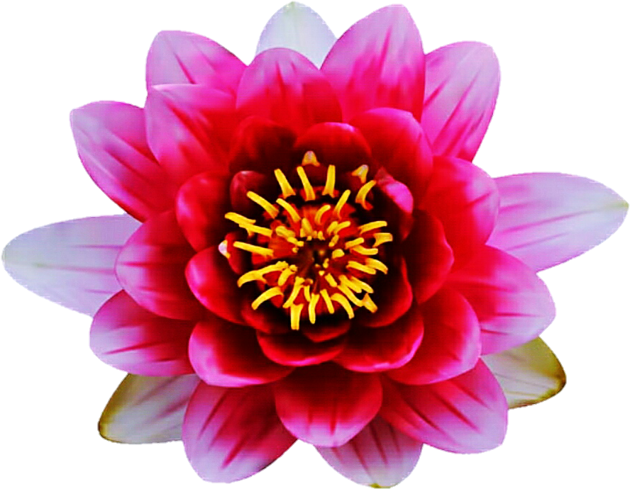 Dark Pink Waterlily By Jeanicebartzen27 - Dahlia (908x719)