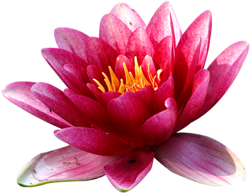 Tube Fleur De Lotus - Diode (500x389)