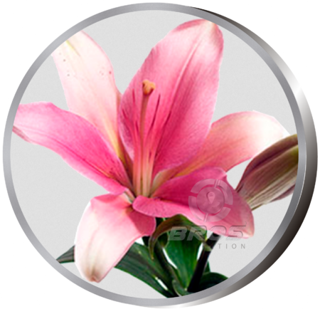 Sommarblomma - Color (450x434)