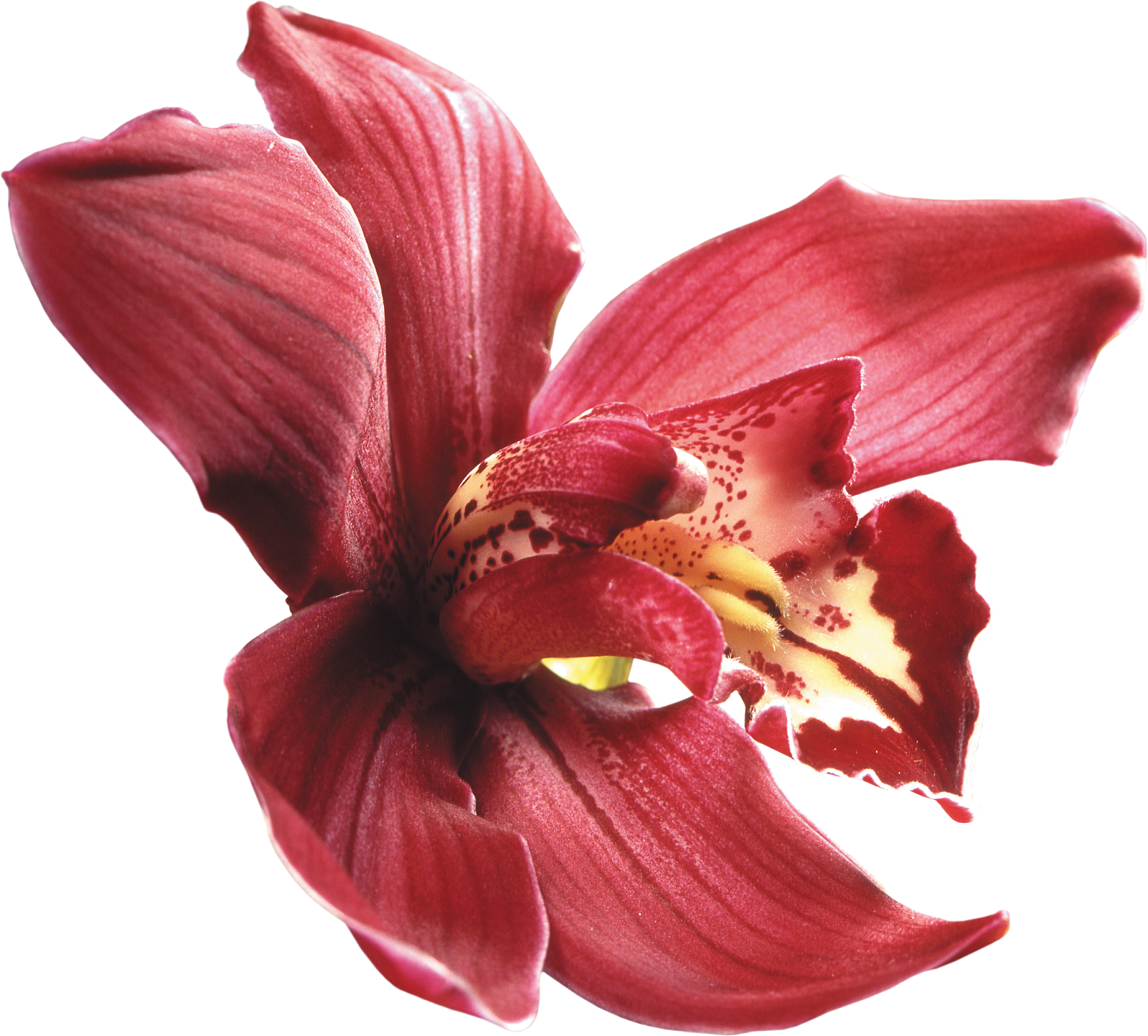 Png Клипарт "beautiful Orchids Flower" - Purple Orchids Png (1600x1444)