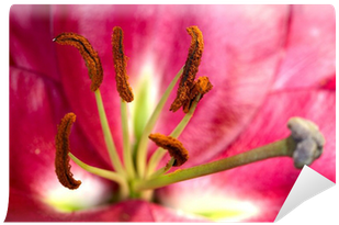 Amaryllis Belladonna (400x400)