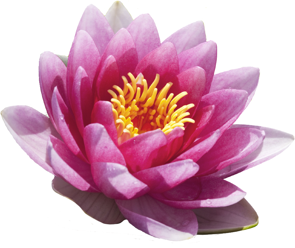 Laisser - Water Lily Flower (983x826)