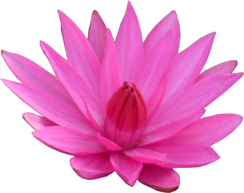 Lotus Flower Transparent Png Sticker - Sacred Lotus (1024x1067)
