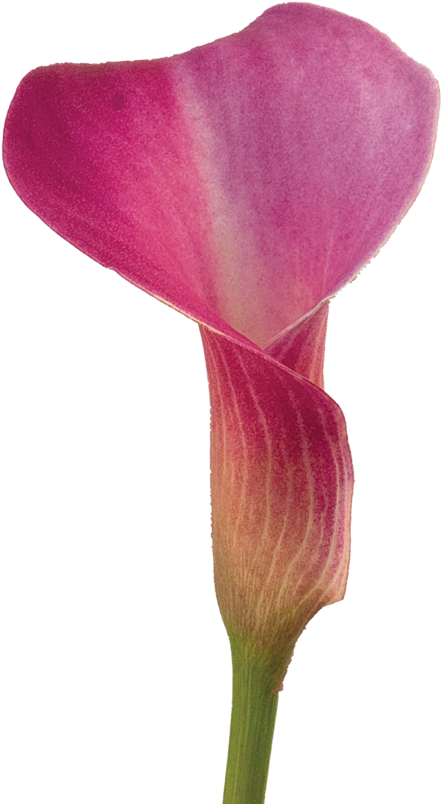 Unusual Calla Lily Choose Your Own Colors Super Color - Red Calla Lily Meaning (676x1187)