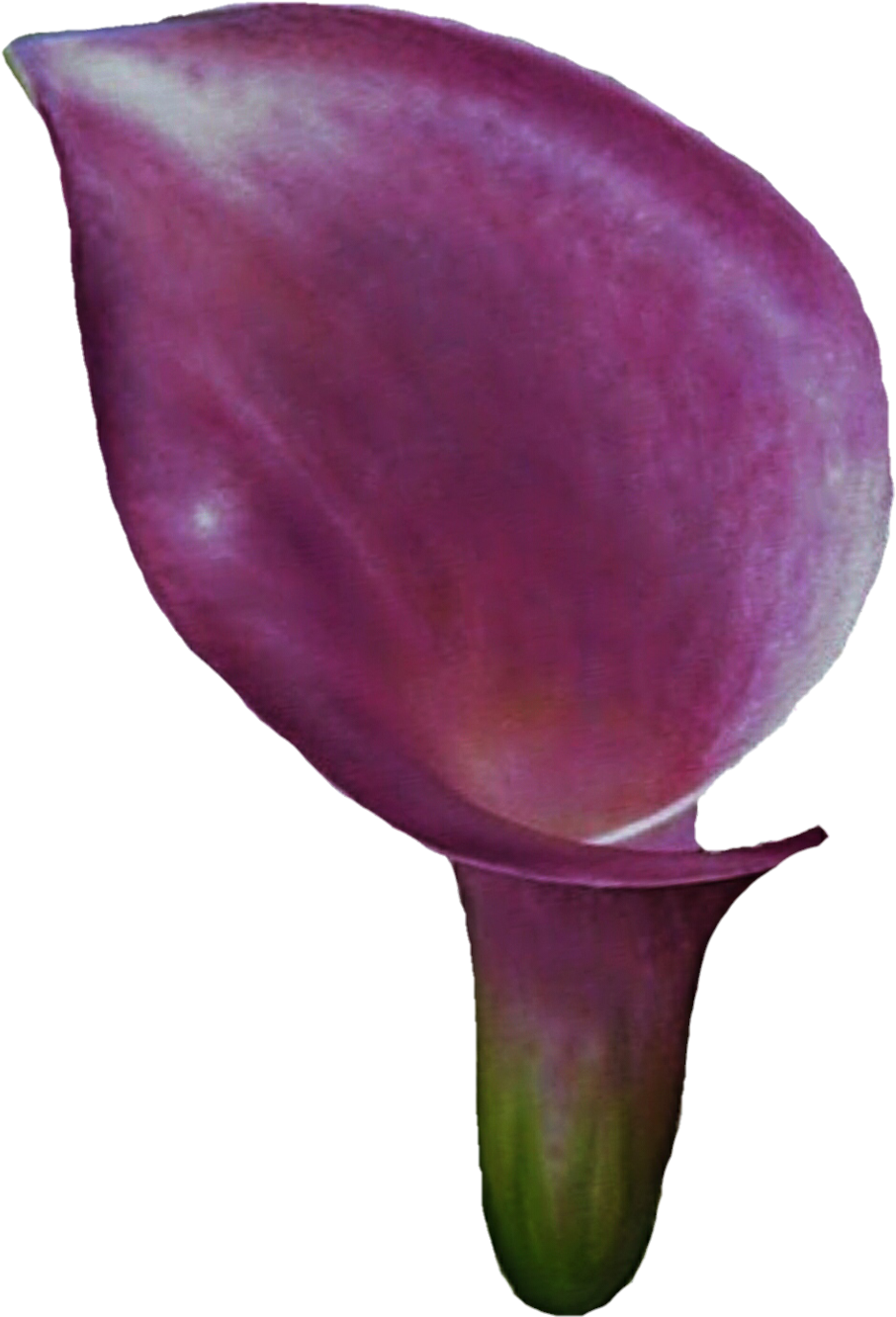 Purple Calla Lily By Jeanicebartzen27 Purple Calla - Eggplant (1024x1374)