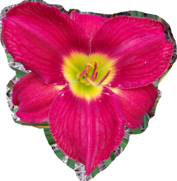 Hybrid Tetraploid Daylily Cultivar Bill Fall - Lily (361x368)