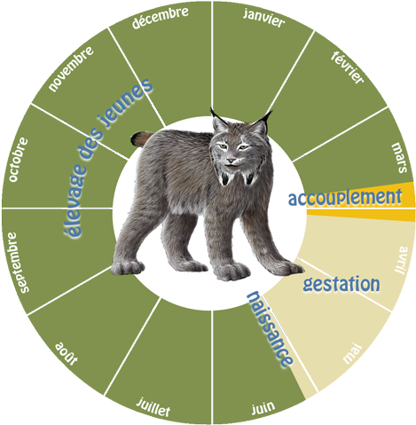 L'accouplement A Lieu Vers La Fin De L'hiver - Lynx Du Canada Habitat (512x513)