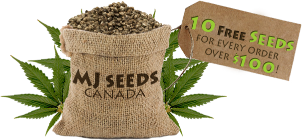 Marijuana Seeds Canada Logo - Canadian Seeds (605x280)