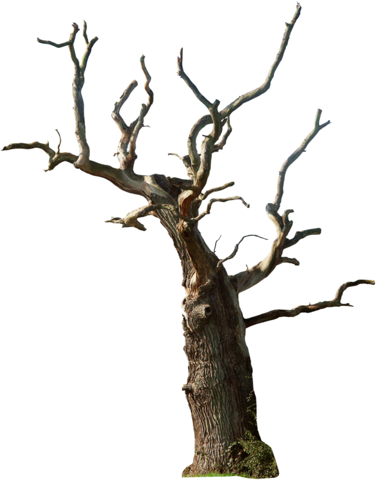 Dead Tree Clipart Dead Bush - Dead Tree Png (798x1000)