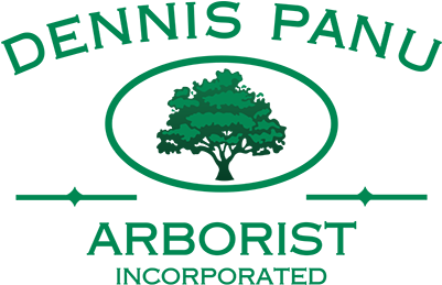 Dennis Panu Arborist - Bruno Vassari (400x330)