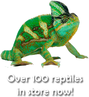 Open 7 Days A Week Monday Through Saturday 10am To - Chameleon Mugs (400x398)