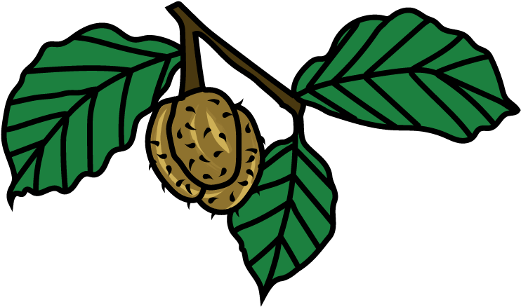 2018 Year Of The American Beech - 2018 Year Of The American Beech (780x488)