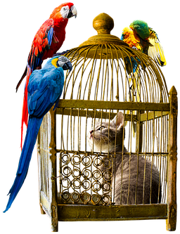 27 Different Types Of Parrots With Picture And Their - Vintage Furniture Png Transparent (378x340)