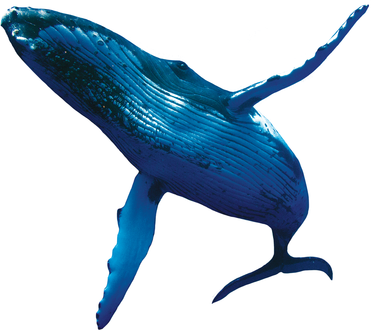 Image - Whales Png (1300x1156)