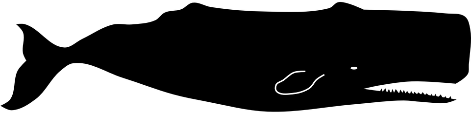 Sperm Whale Beluga Whale Clip Art - Sperm Whale Logo (960x480)