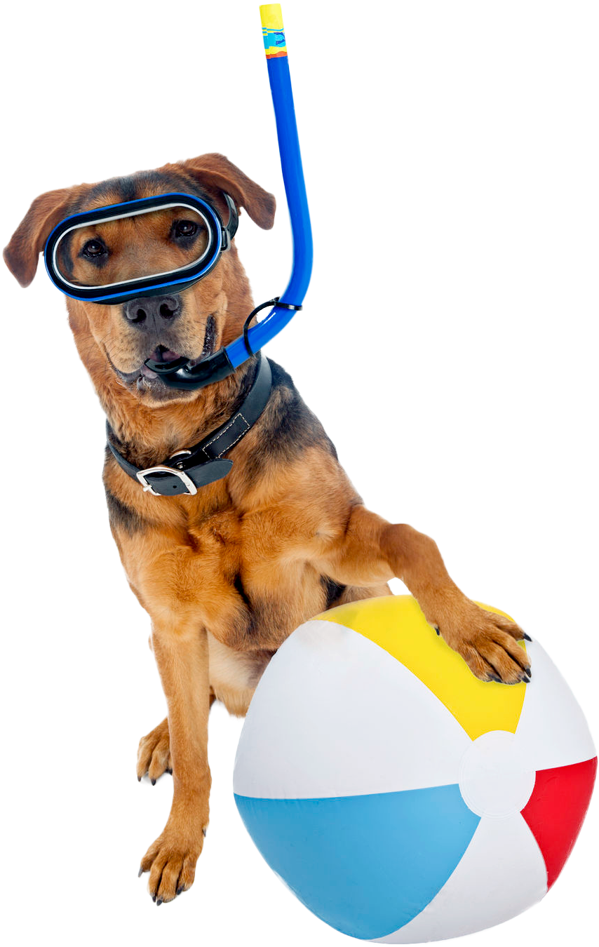 Summer Weather Reminds Us Of Pool Parties, Longer Evenings, - Beach Ball (922x1441)