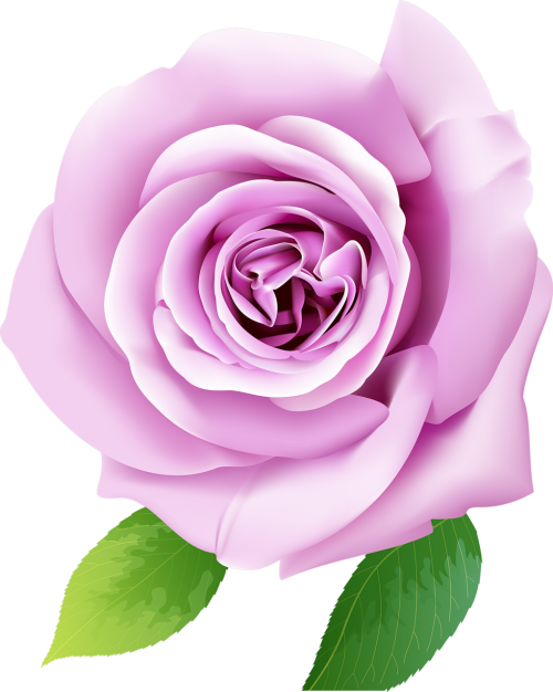 Beach Rose Mural Wallpaper - Murals Wallpaper Flower 3d (500x626)