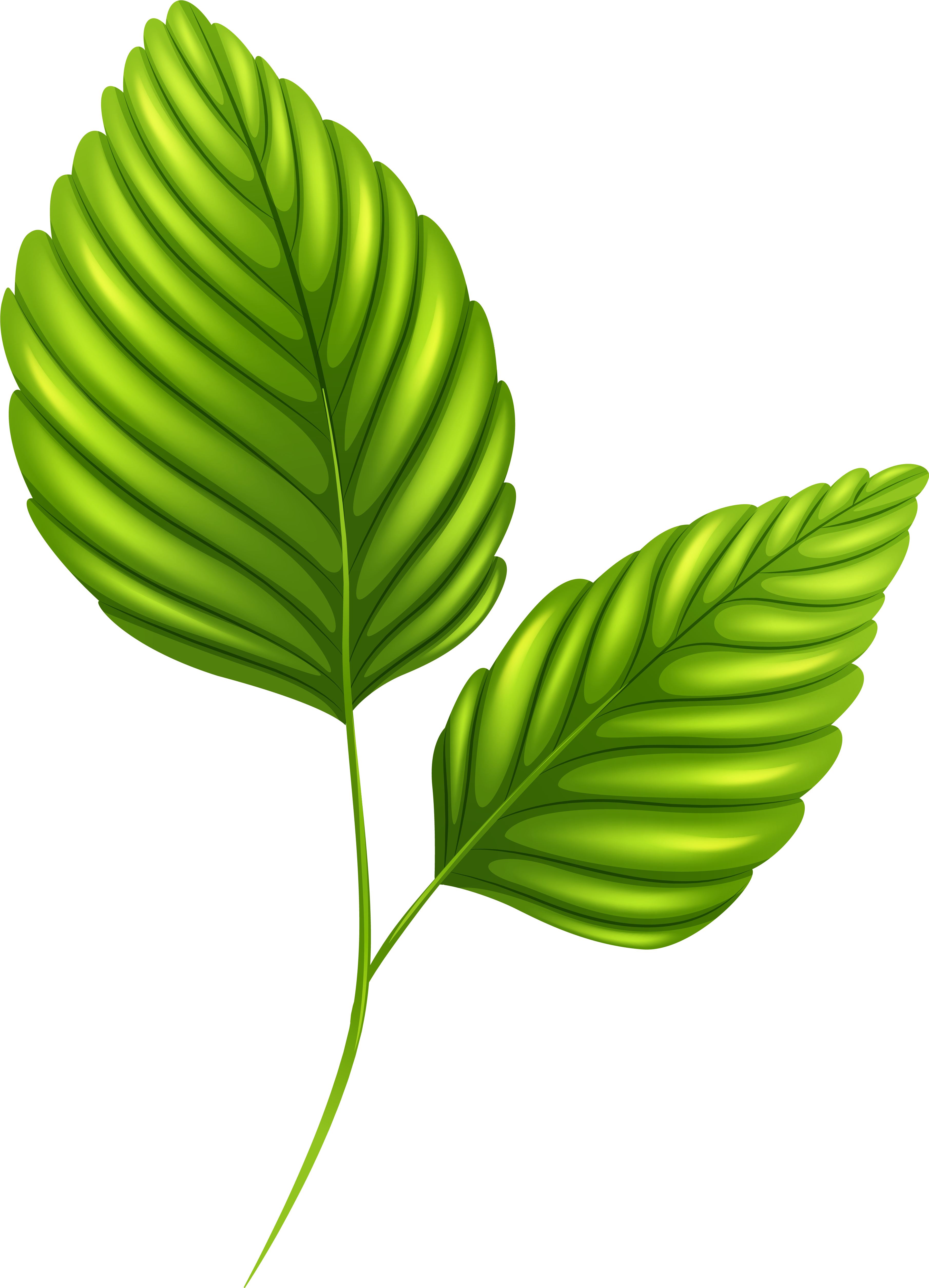 Two Leaves Clipart - Leaves Png (3913x5347)