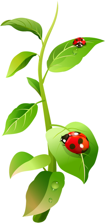 Insect Ladybird Evolutionary History Of Plants Aphid - Луга Пнг (403x800)