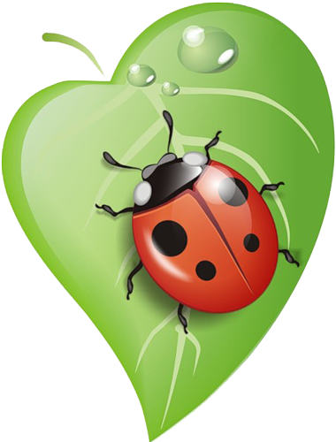Ladybug On Leaf - Lady Bug Clipart (380x500)