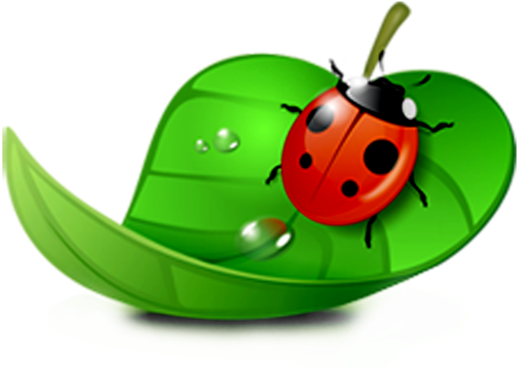 Coreldraw Computer Software Ladybird - Ladybugs In Leaf Clipart (800x800)