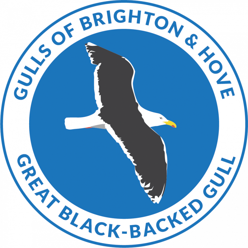 One Of The Largest Gulls, This Very Heavy-set Looking - Brighton & Hove Albion F.c. (800x800)