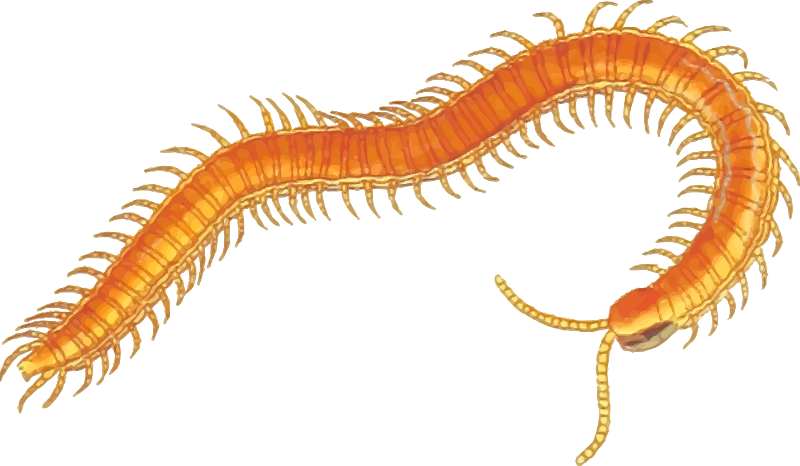 Cute Worm Clip Art Royalty Free Gograph - Centipede Clipart (800x466)