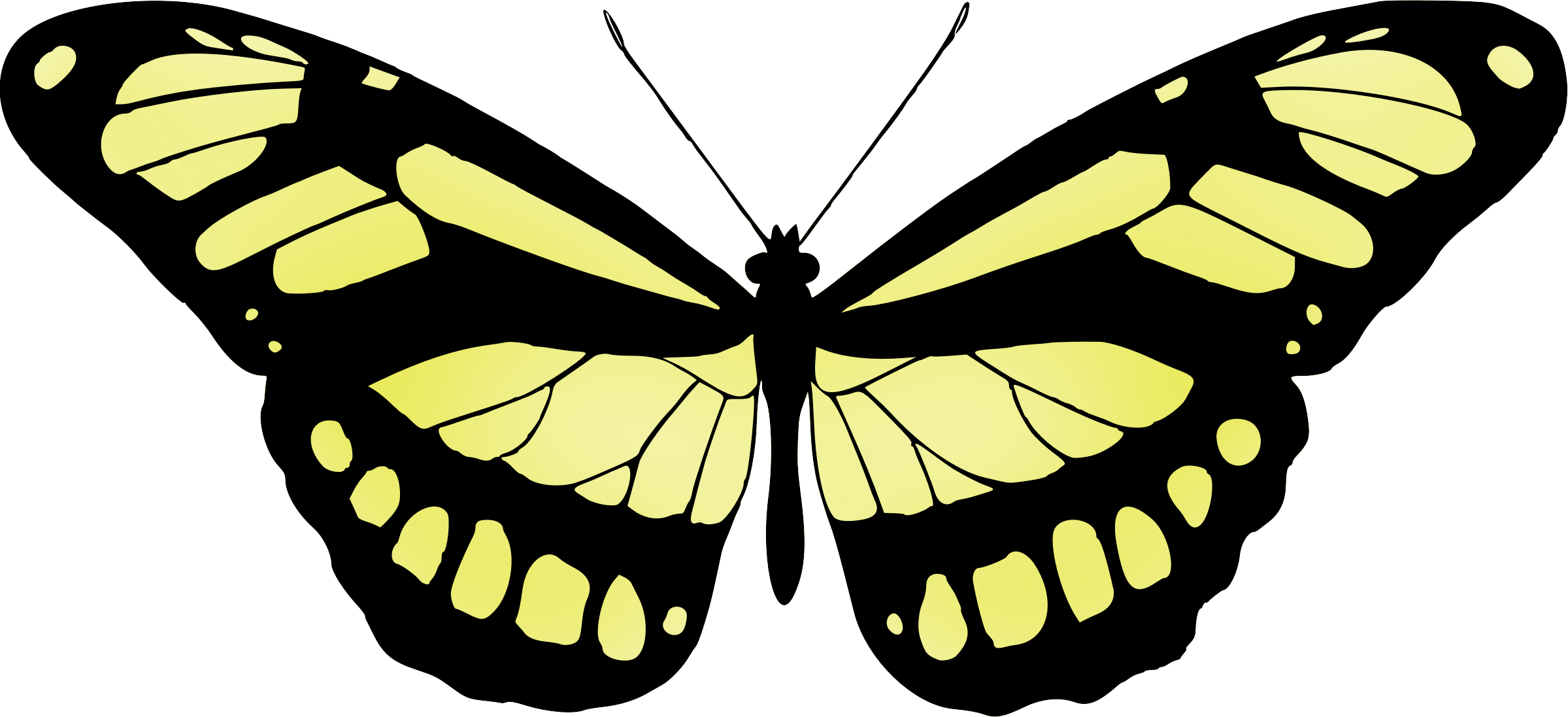 Butterfly 15 - Butterfly (2399x1097)