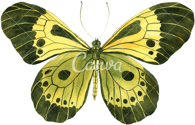 Watercolor With A Beautiful Yellow-green Butterfly - Silver-washed Fritillary (800x548)