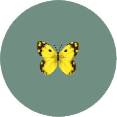 Yellow Butterfly - Colias Hyale (385x383)