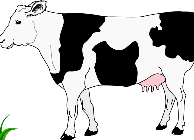 Small Clipart Cow - Black And White Cow Clipart (640x480)