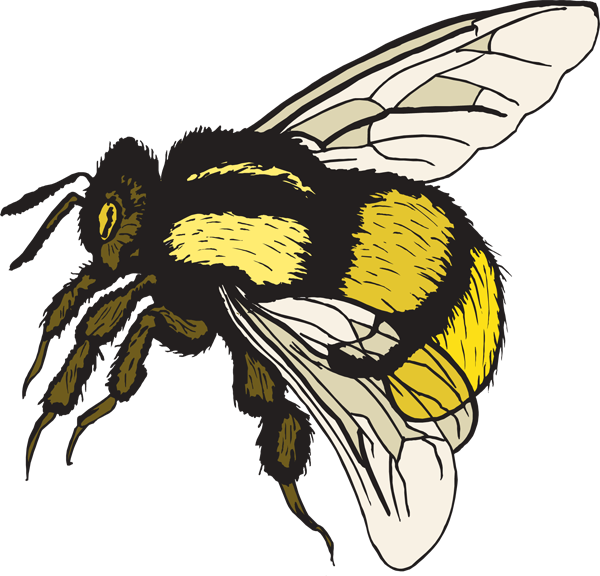 Cartoon Bumble Bee Clip Art Clipart - Free Clip Art Bumble Bee (600x576)