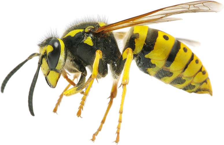 Wasps Or Bees In Canberra - Difference Between Hornet And Wasp (775x501)