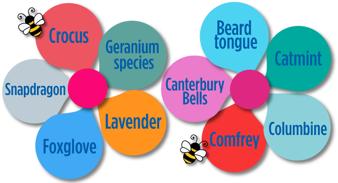 10 Plants That Are Really Easy To Plant For Bees - Diagram (678x361)