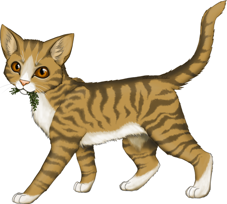 Leafpool - Guerre Des Clans Feuille De Lune (900x809)