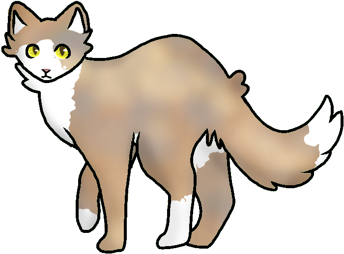 Warriors Warrior Cats Fan Fanfic Original Character - Abyssinian (800x600)