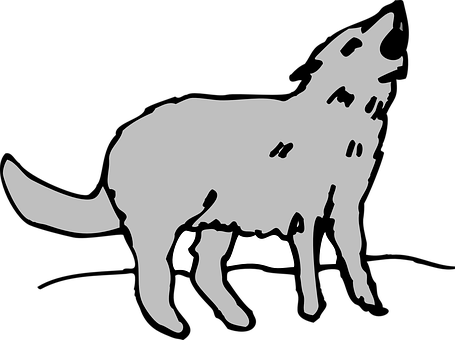 Gray, Animal, Coyote, Howling, Wildlife - Coyote Clipart Png (455x340)