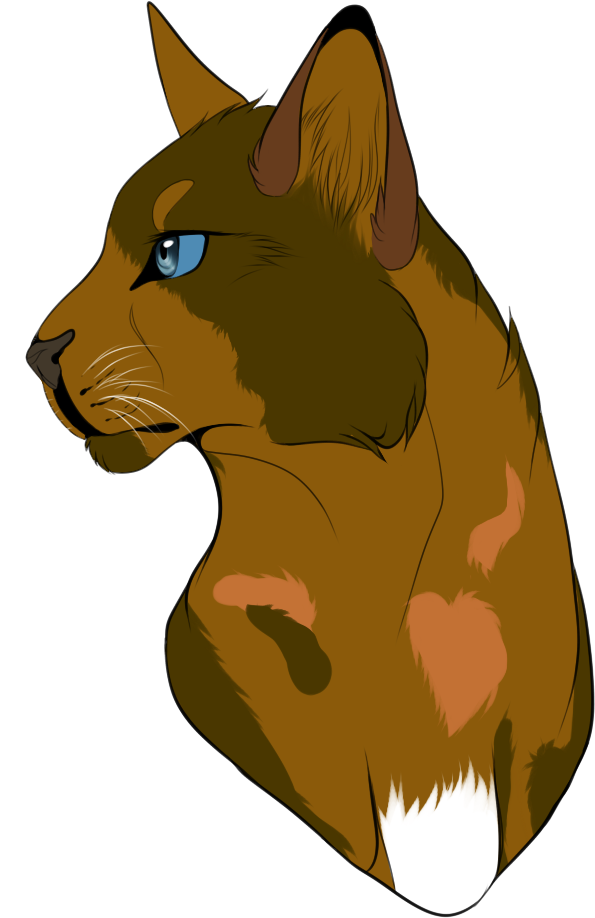 Spottedfire By Spottedfire23 Spottedfire By Spottedfire23 - Abyssinian (610x942)