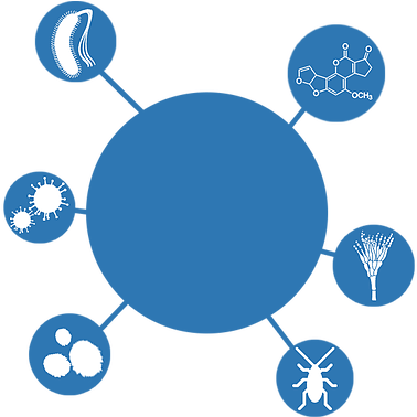 Exozone Ozone Microorganisms Viruses Bacteria Fungi - Mycotoxin (390x377)