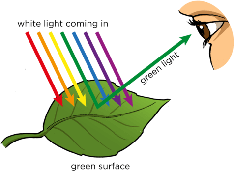 What Is The One Colour Of Light That Leaves Don't Absorb - رؤية الاجسام بالوانها المختلفة (500x359)