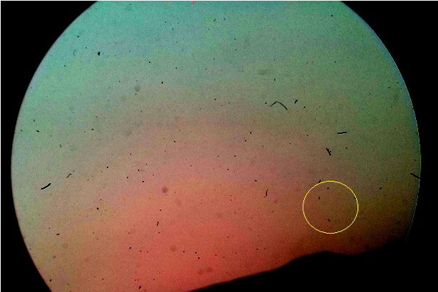 Islamic Crescents' Observation Project - Earth (800x600)