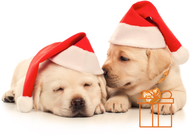 Two Puppies In Christmas Hats - Labrador Retriever (630x529)
