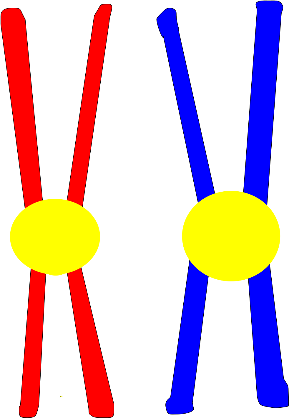 Chromosome Pair Drawing - Chromosome Pair (2000x2884)