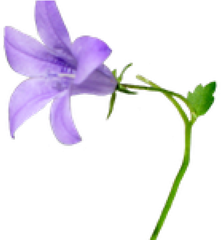 Bellflower Clipart Purple Wedding Dress - Bellflower Png (640x480)